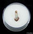 Unworn And Rooted Thescelosaurus Tooth #2855-1